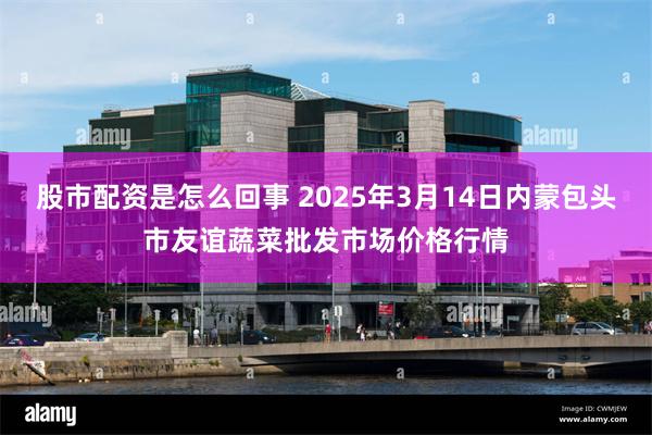 股市配资是怎么回事 2025年3月14日内蒙包头市友谊蔬菜批发市场价格行情